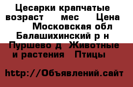 Цесарки крапчатые (возраст 2,5 мес.) › Цена ­ 550 - Московская обл., Балашихинский р-н, Пуршево д. Животные и растения » Птицы   